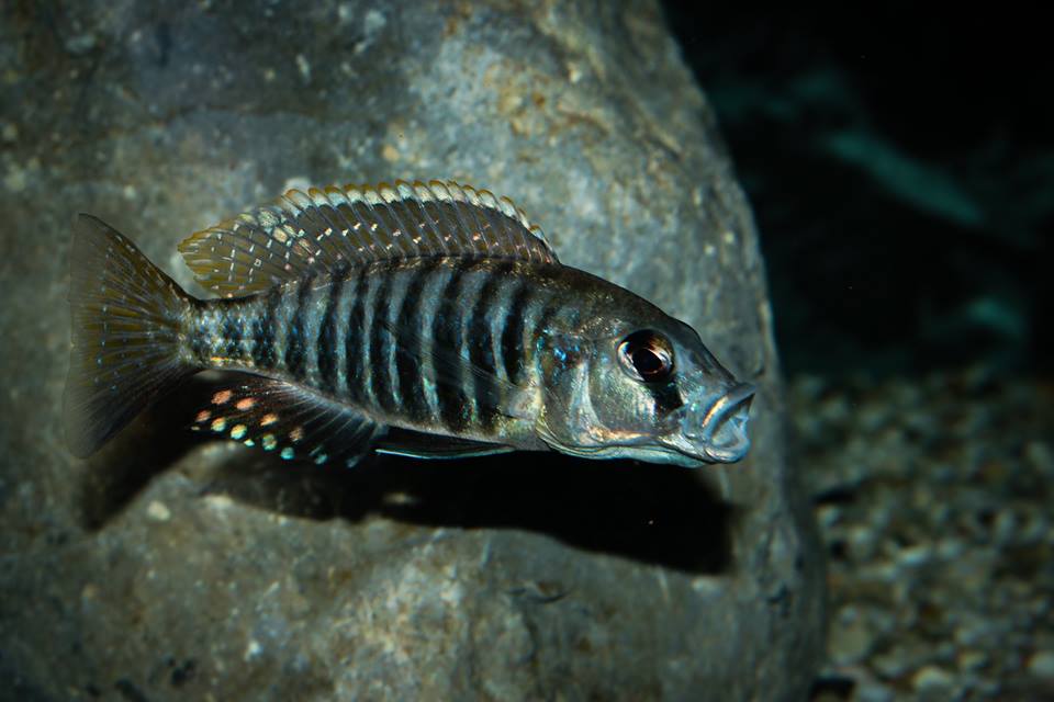 Sciaenochromis sp. "nyassae"